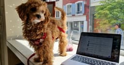 Mulhouse. Un café à brunch dog-friendly a ouvert ses portes rue de l’Arsenal - L'Alsace